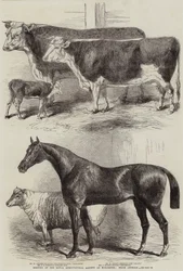 Treffen der Royal Agricultural Society in Worcester, Preisgekrönte Tiere